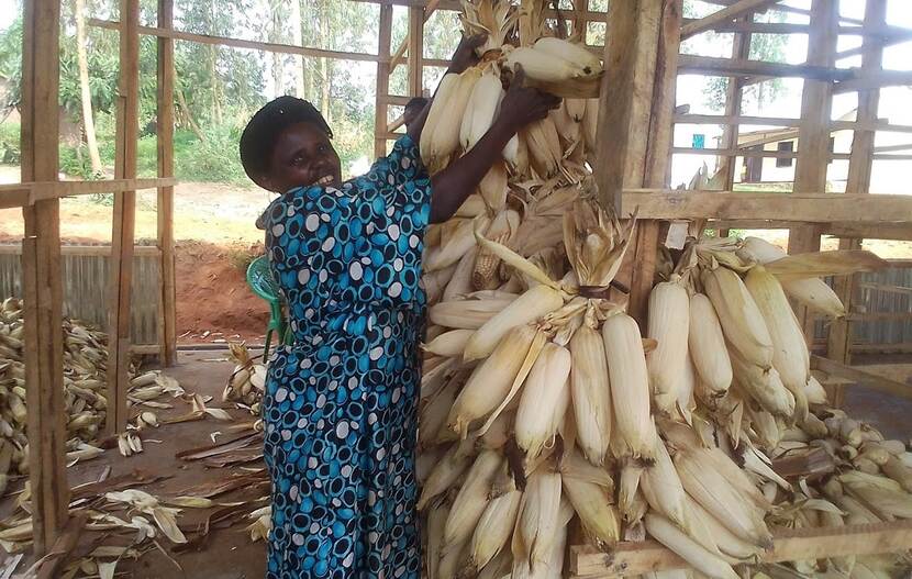 Mais verbouwen in Rwanda