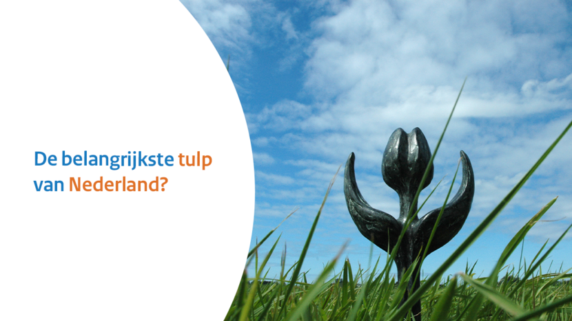 Mensenrechtentulp zonder lintje