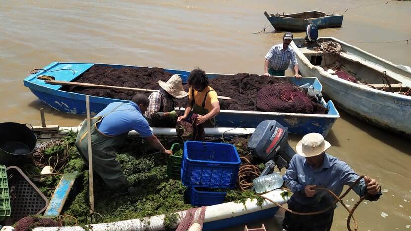 boten zeewier marokko