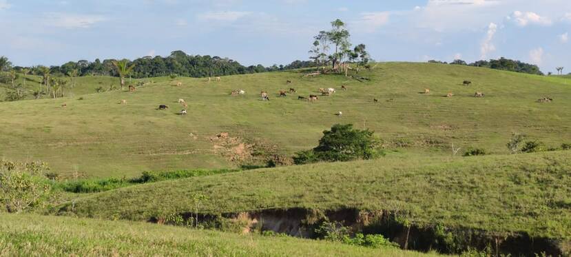 Vee graast in ontbost gebied.