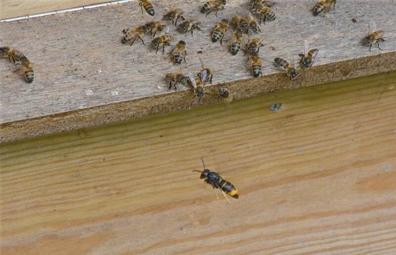 Aziatische hoornaar Schoondijke
