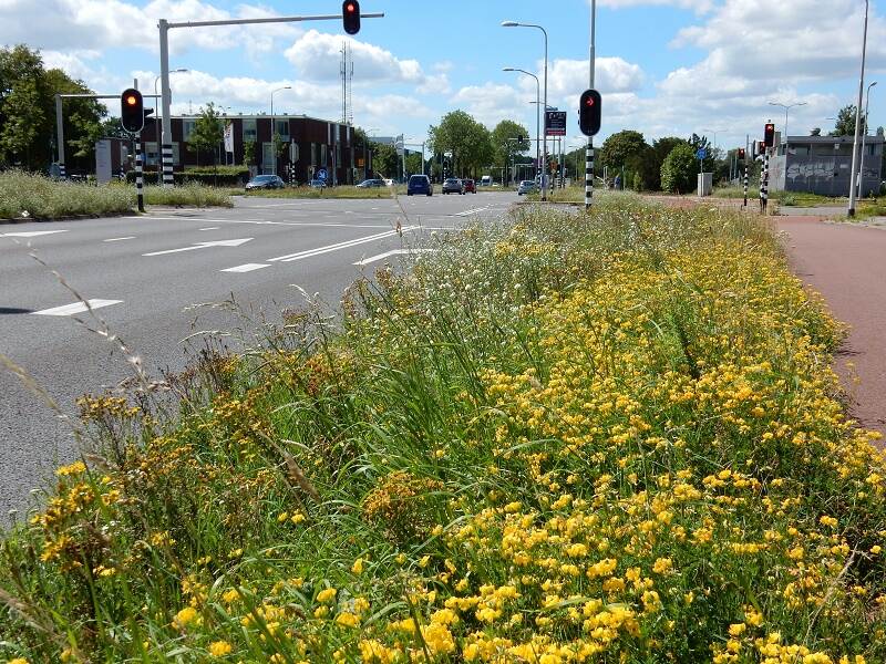 Bloeiende berm naast weg en fietspad