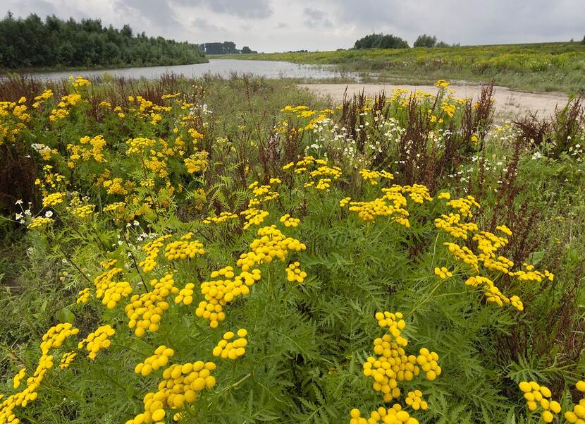 Bloemen bij rivierover