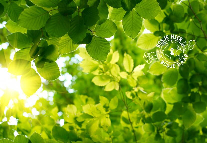 Groen blad in boom plus logo Bosje hier & bosje daar