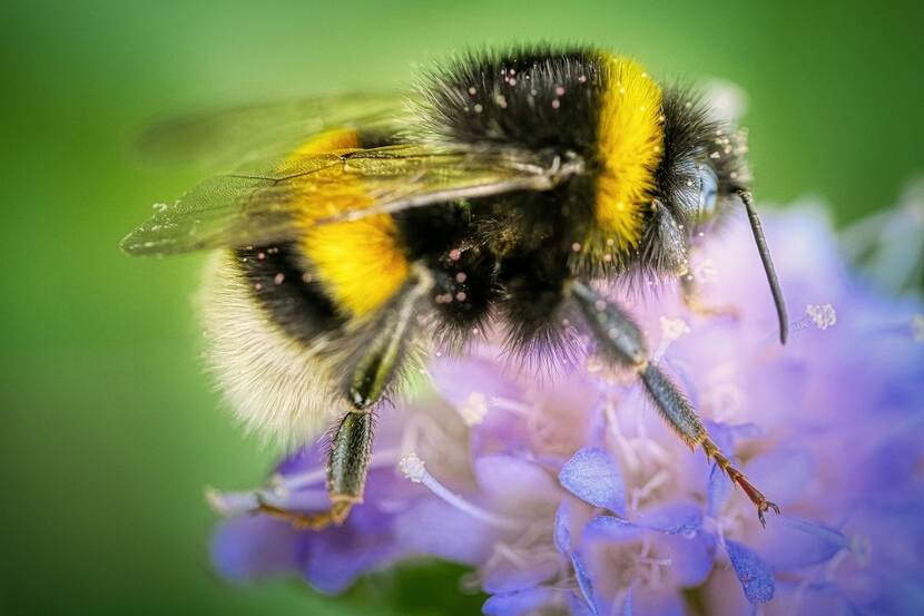 Hommel op paarse bloem