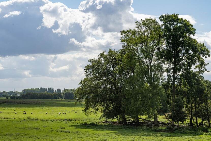 Kruidenrijk grasland