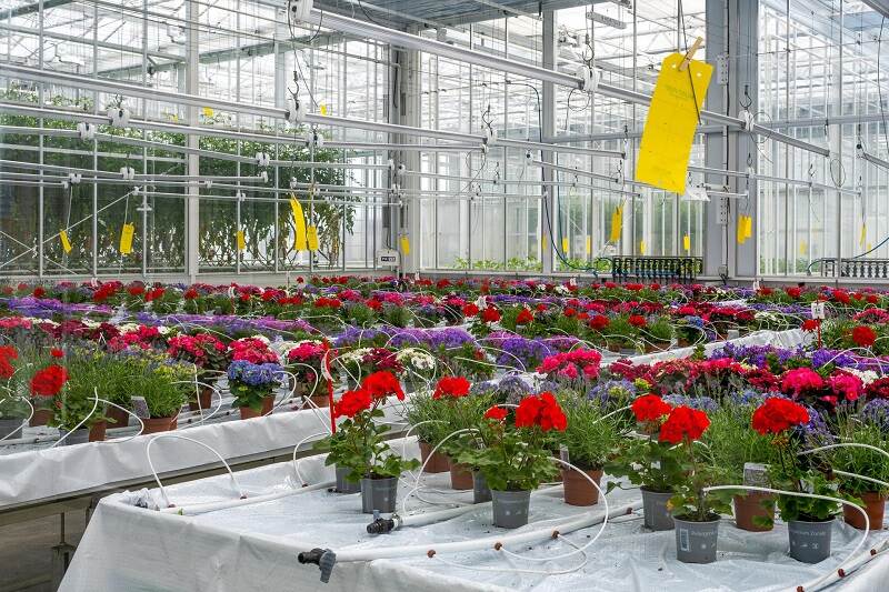 Bloeiende planten in een kas