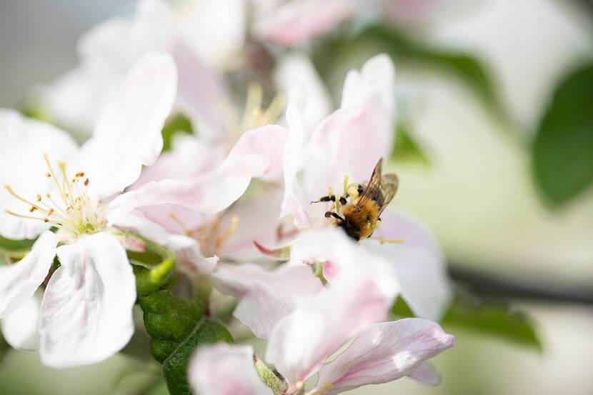 Bij op appelbloesem