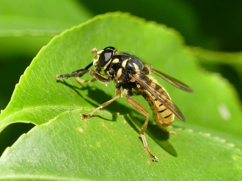 Echte wespvlieg Weerribben