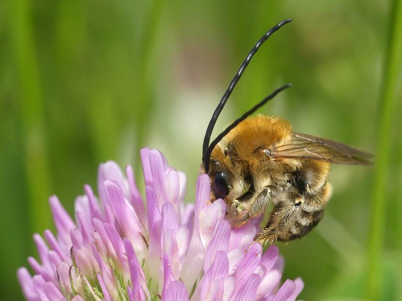 Gewone langhoornbij (mannetje) op rode klaver