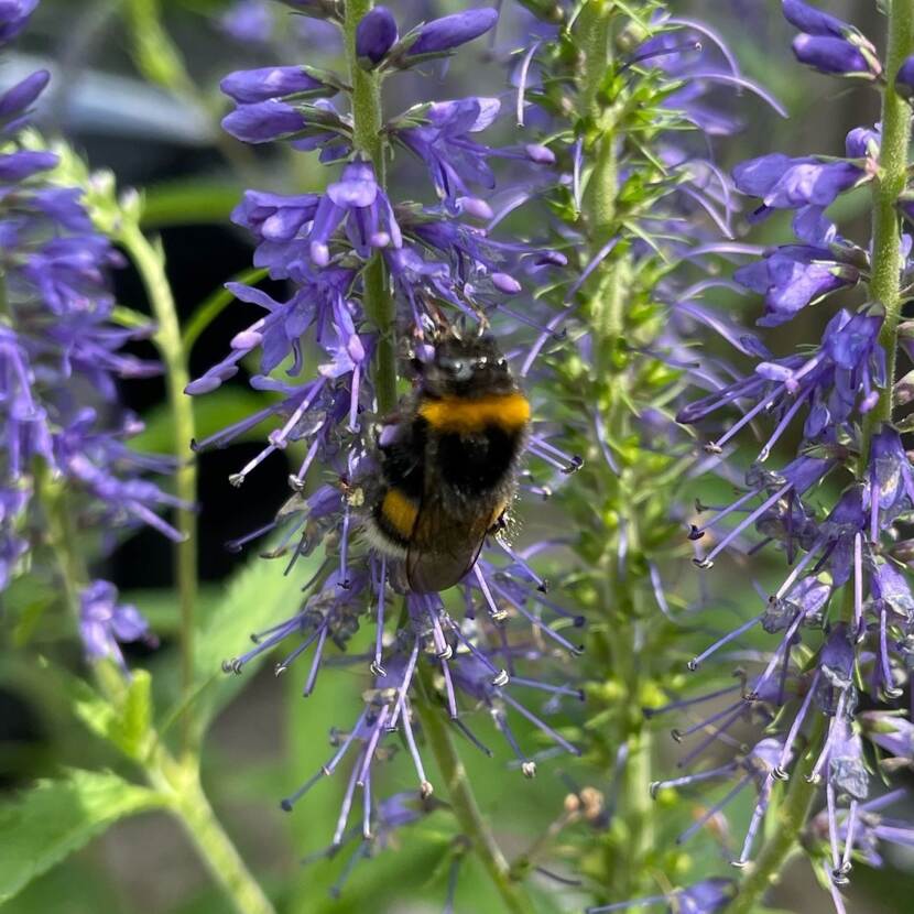 Hommel op Lange ereprijs