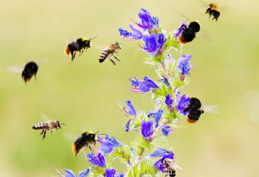 Hommels op paarse bloemen