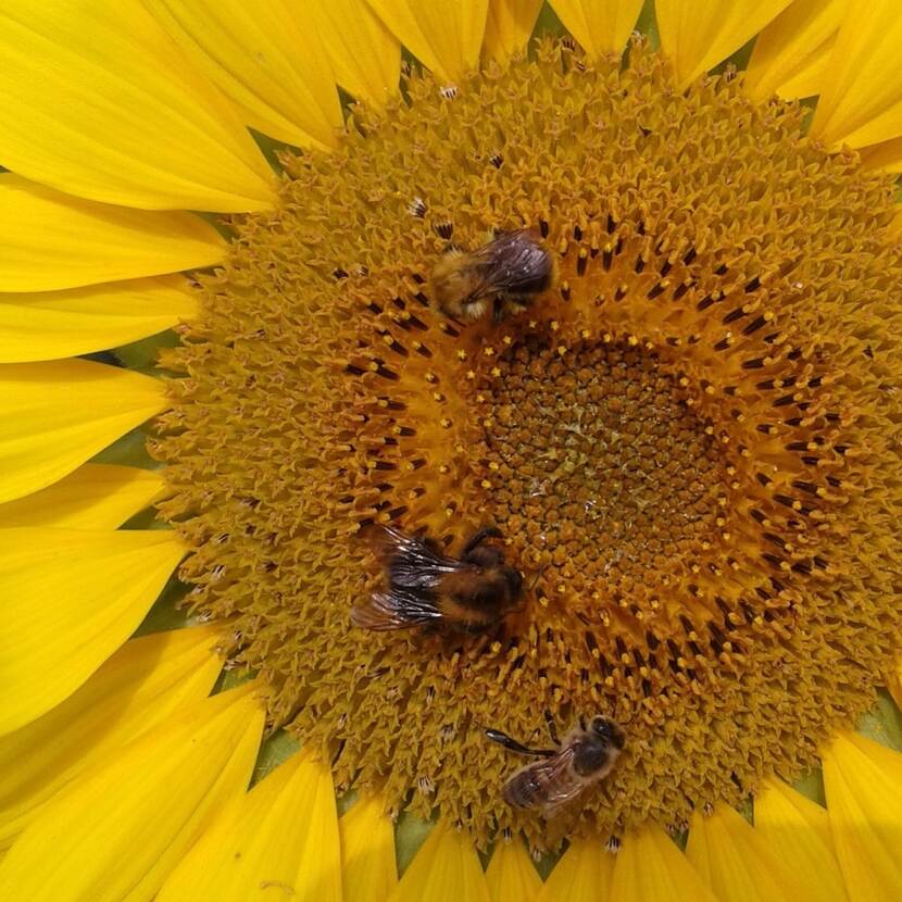 Honingbij en 2 wilde bijen (hommels) op een zonnebloem