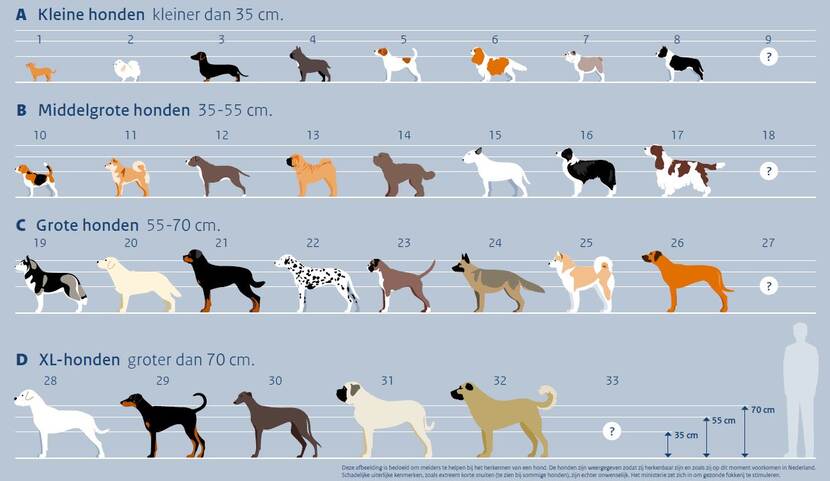 Afbeeldingen van kleine, middelgrote, grote en heel grote honden